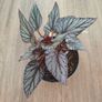 Begonia Arctic Breeze plant Image 3