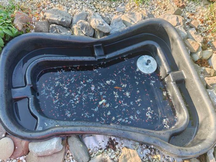 fish pond