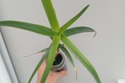 Aloe Striatula artic jungle