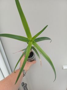 Aloe Striatula artic jungle