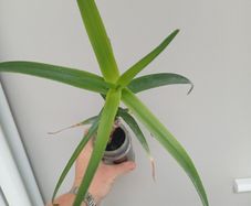 Aloe Striatula artic jungle