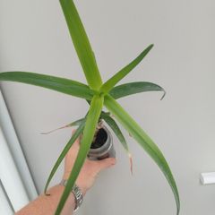 Aloe Striatula artic jungle