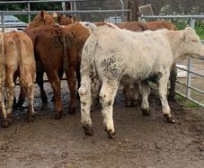 10 suckler bred heifers