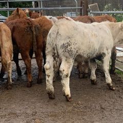 10 suckler bred heifers