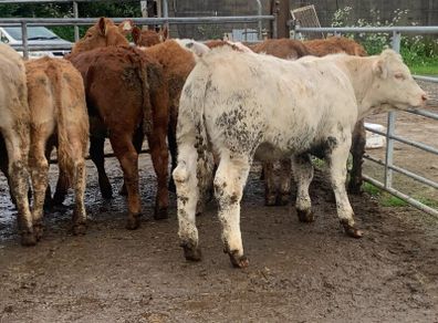 10 suckler bred heifers