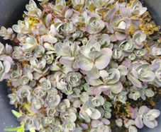 Large purple/wine Sedum perennial plant