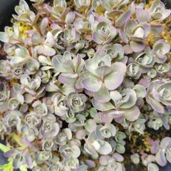 Large purple/wine Sedum perennial plant