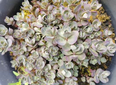 Large purple/wine Sedum perennial plant