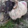 Mayo Hill Ram. Image 3