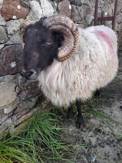 Mayo Hill Ram.