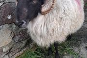 Mayo Hill Ram.