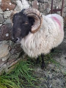 Mayo Hill Ram.