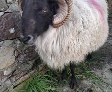 Mayo Hill Ram.