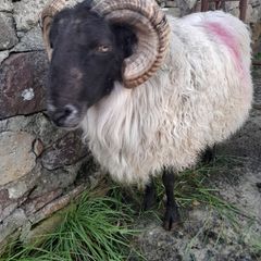 Mayo Hill Ram.