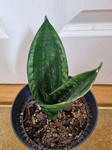 Sansevieria Whitney plant