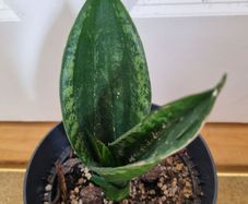 Sansevieria Whitney plant