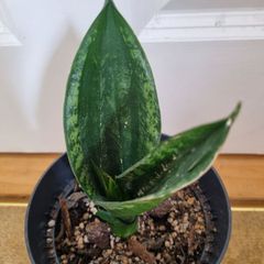 Sansevieria Whitney plant