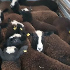 Pure bred zwartable ewe  lambs + 3 pure bred zwart