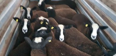 Pure bred zwartable ewe  lambs + 3 pure bred zwart
