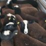 22 purebred zwartable e  lambs + 3 pure bred zwart Image 8