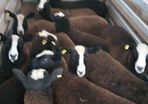 22 purebred zwartable e  lambs + 3 pure bred zwart