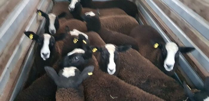 22 purebred zwartable e  lambs + 3 pure bred zwart