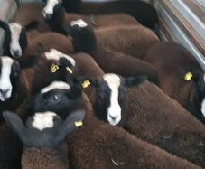 Pure bred zwartable ewe  lambs + 3 pure bred zwart