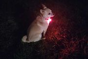 Pet Safety Pendant
