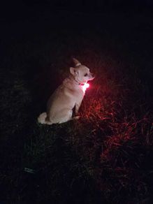 Pet Safety Pendant