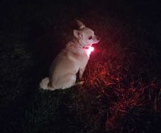 Pet Safety Pendant