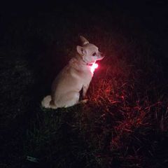 Pet Safety Pendant
