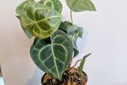 Anthurium Clarinervium Plant