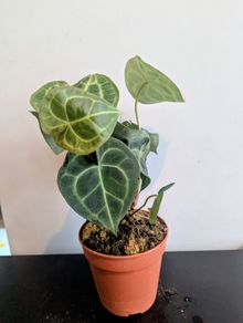 Anthurium Clarinervium Plant