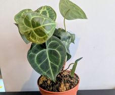 Anthurium Clarinervium Plant