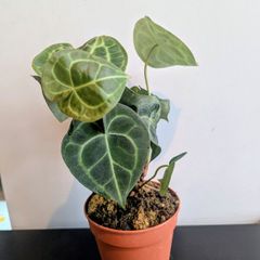 Anthurium Clarinervium Plant