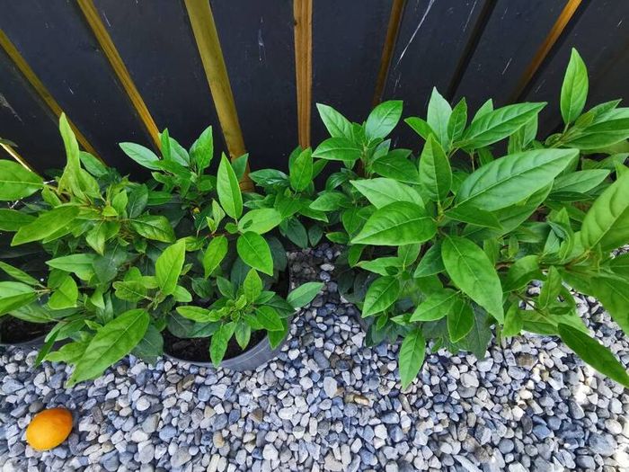 Viburnum Tinus Laurustinus evergreen