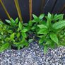 Viburnum Tinus Laurustinus evergreen Image 2