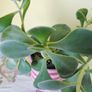 Succulent (Crassula) Image 2