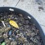 plant Image 3