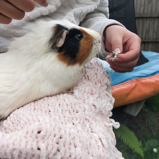 rehoming 2 Guinea pigs