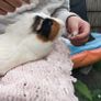 rehoming 2 Guinea pigs Image 3