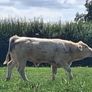 PBR Charolais bulls Image 2