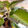5 small Mothers Plant (Goethe's Plant) Kalanchoe Image 2