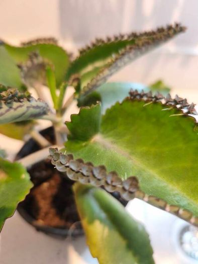 5 small Mothers Plant (Goethe's Plant) Kalanchoe