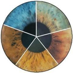Iris Health Analysis
