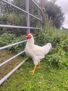 great friendly rooster