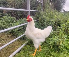 great friendly rooster