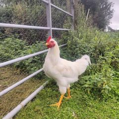 great friendly rooster