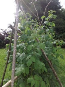 Organic Long Cane Raspberry