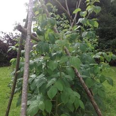 Organic Long Cane Raspberry